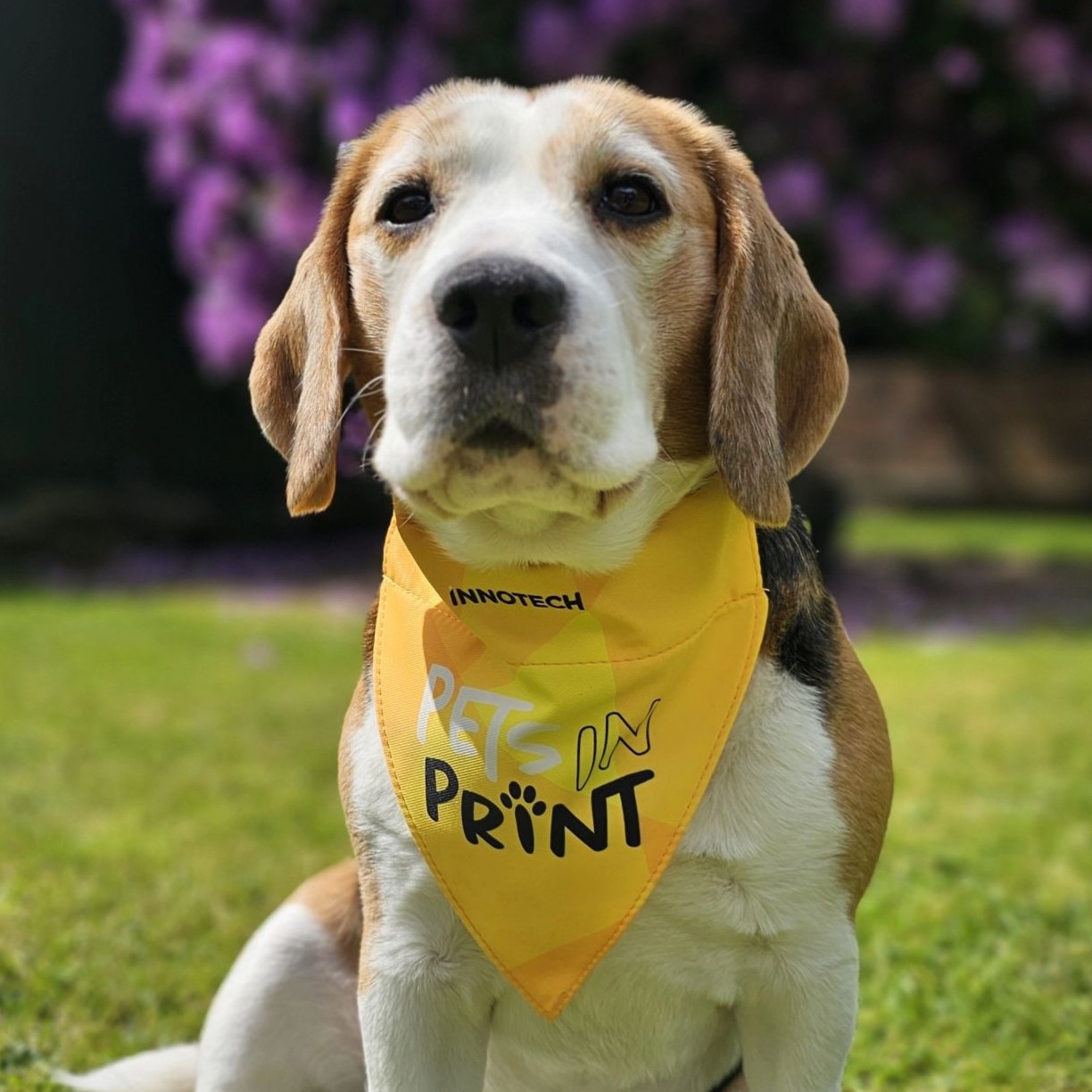 Innotech Dog Bandana